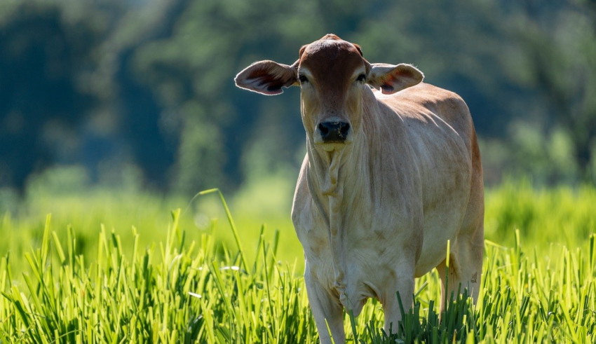 Ágio da arroba do bezerro sobre boi gordo pressiona poder de compra do pecuarista
