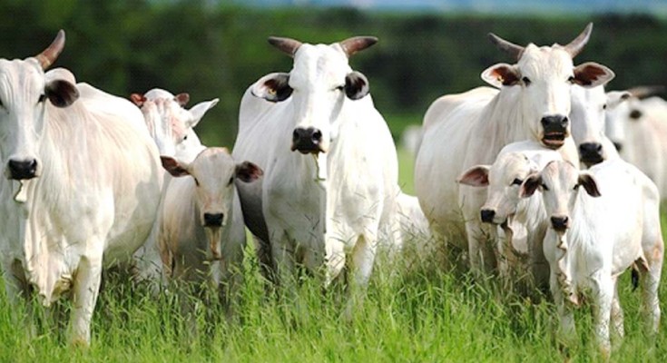 Pode faltar gado para abate este ano em Mato Grosso